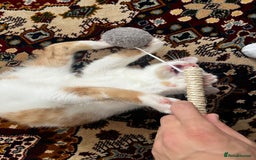 Mixed Breed cats for sale: calico male kitten READY TO LEAVE - Image 7