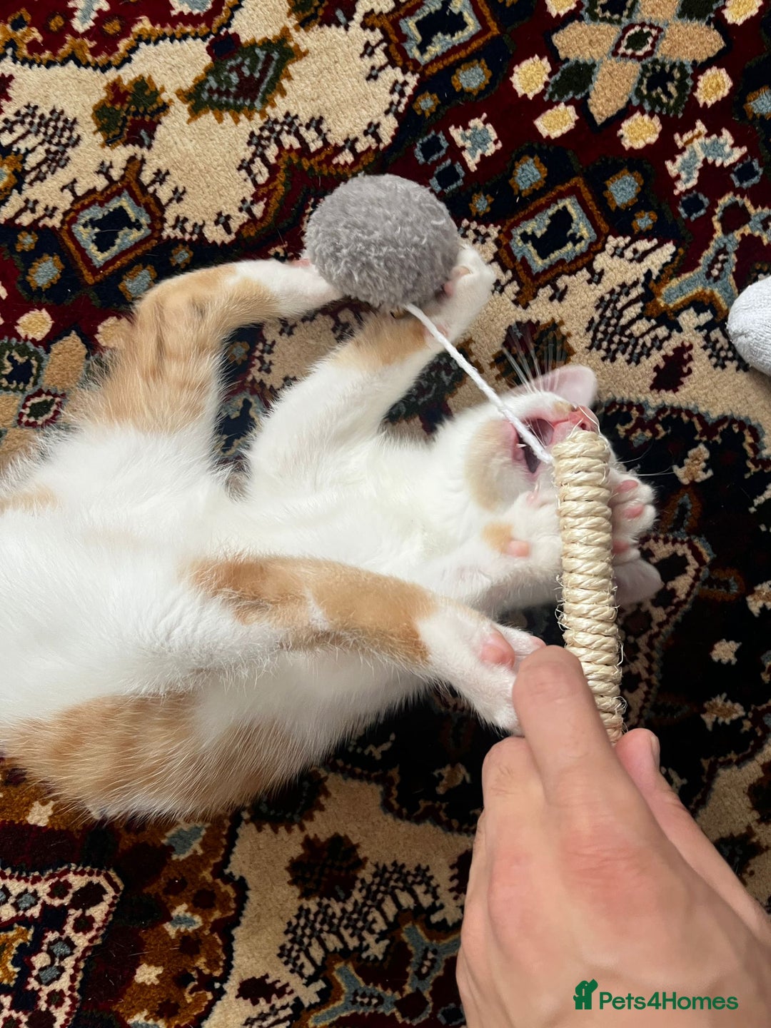 Mixed Breed cats for sale: calico male kitten READY TO LEAVE - Image 7