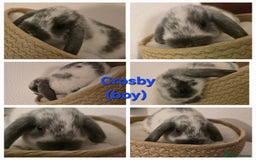Mini Lop rabbits for sale: Beautiful mini lops x 9 - Image 5