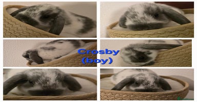 Mini Lop rabbits - Advert 8