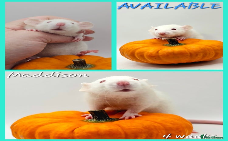 Rat rodents - Advert 1