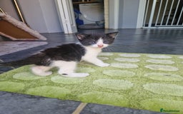 Mixed Breed cats for sale: Female kitten  - Image 3
