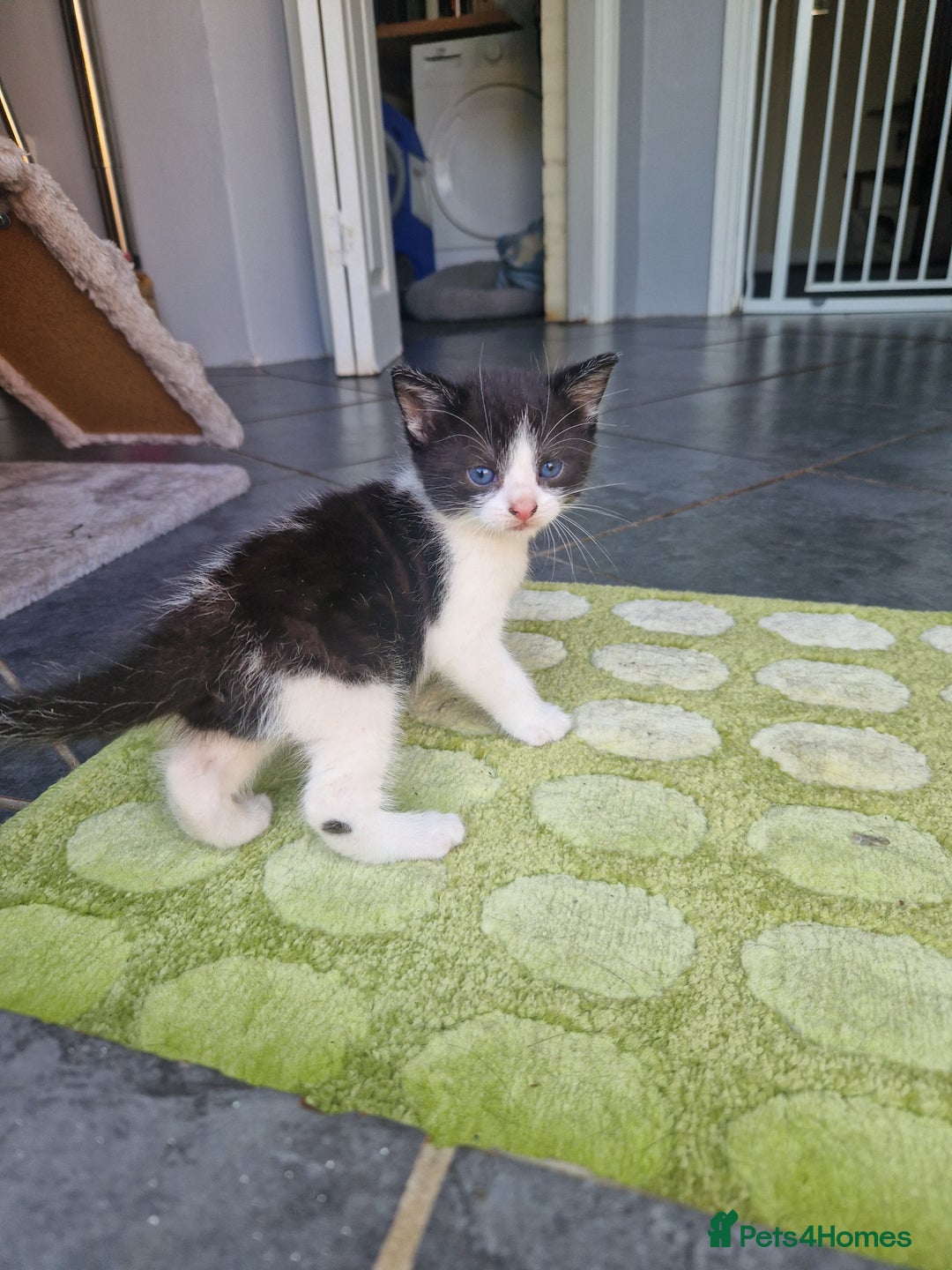 Mixed Breed cats for sale: Female kitten  - Image 3