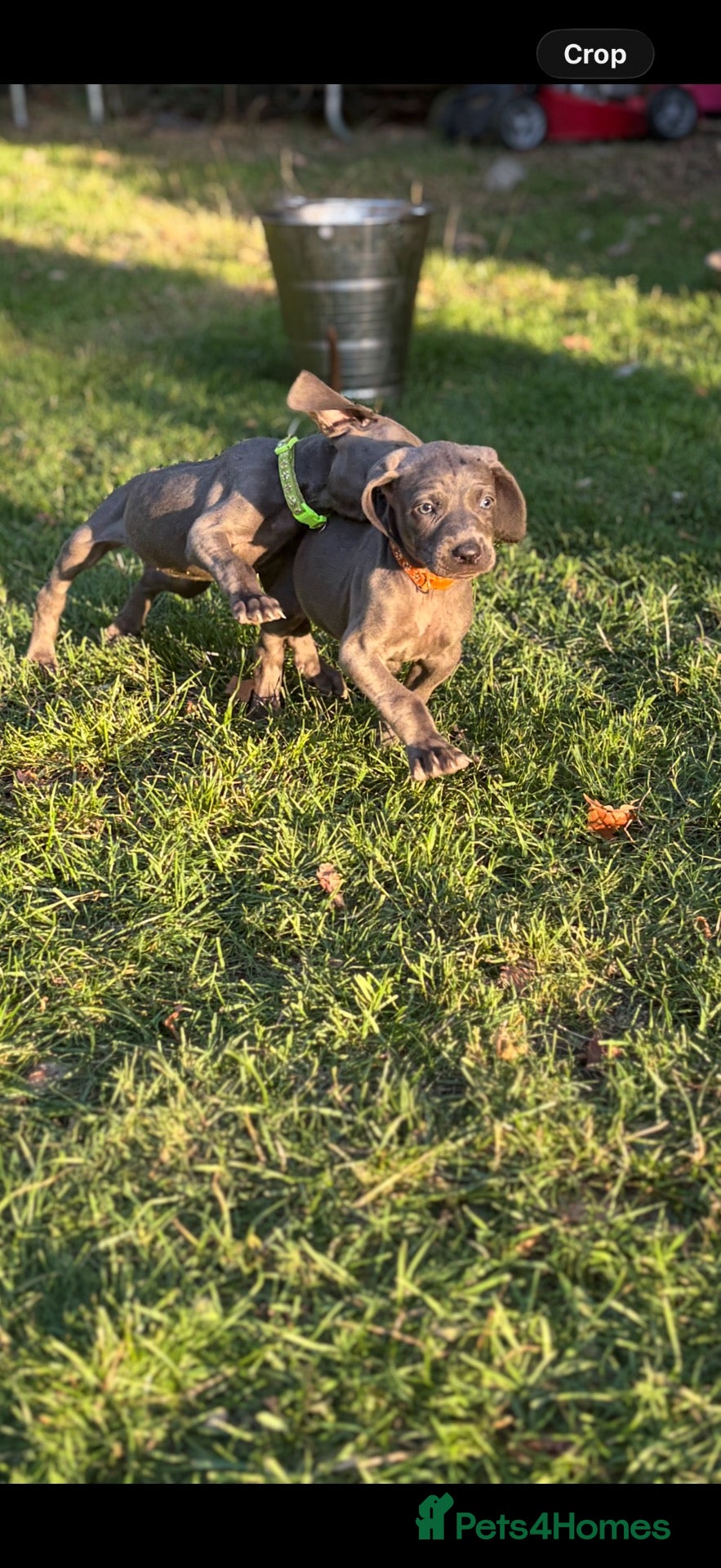 Weimaraner dogs Kc Weineramer pups  - Advert 2