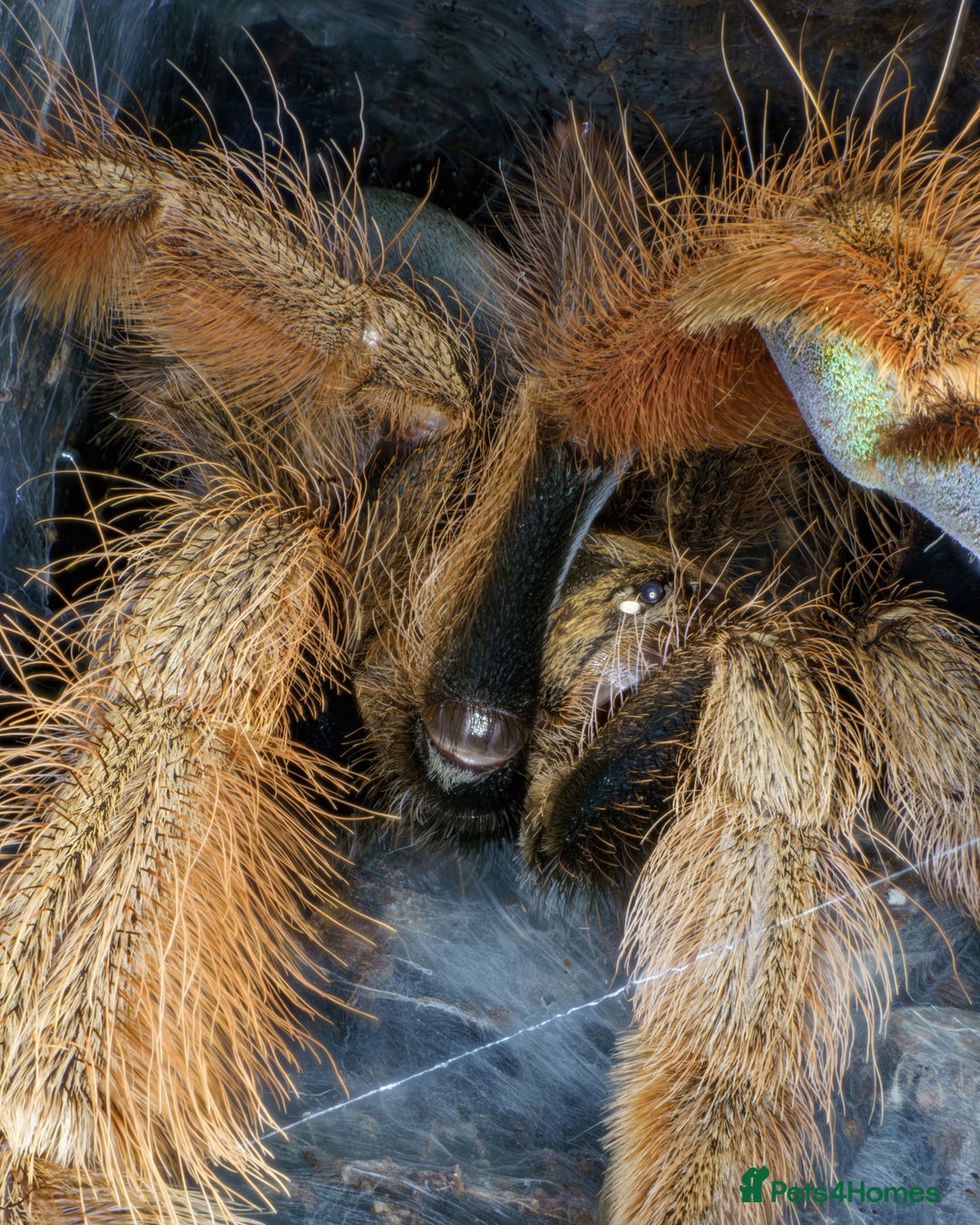 Tarantulas invertebrates for sale: Five species of rare tarantula - Advert 1