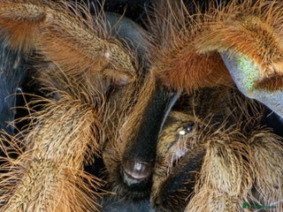 Tarantulas invertebrates Five species of rare tarantula - Advert 1