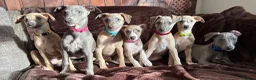 Whippet dogs for sale: Beautiful KC Registered Whippets  - Advert 8