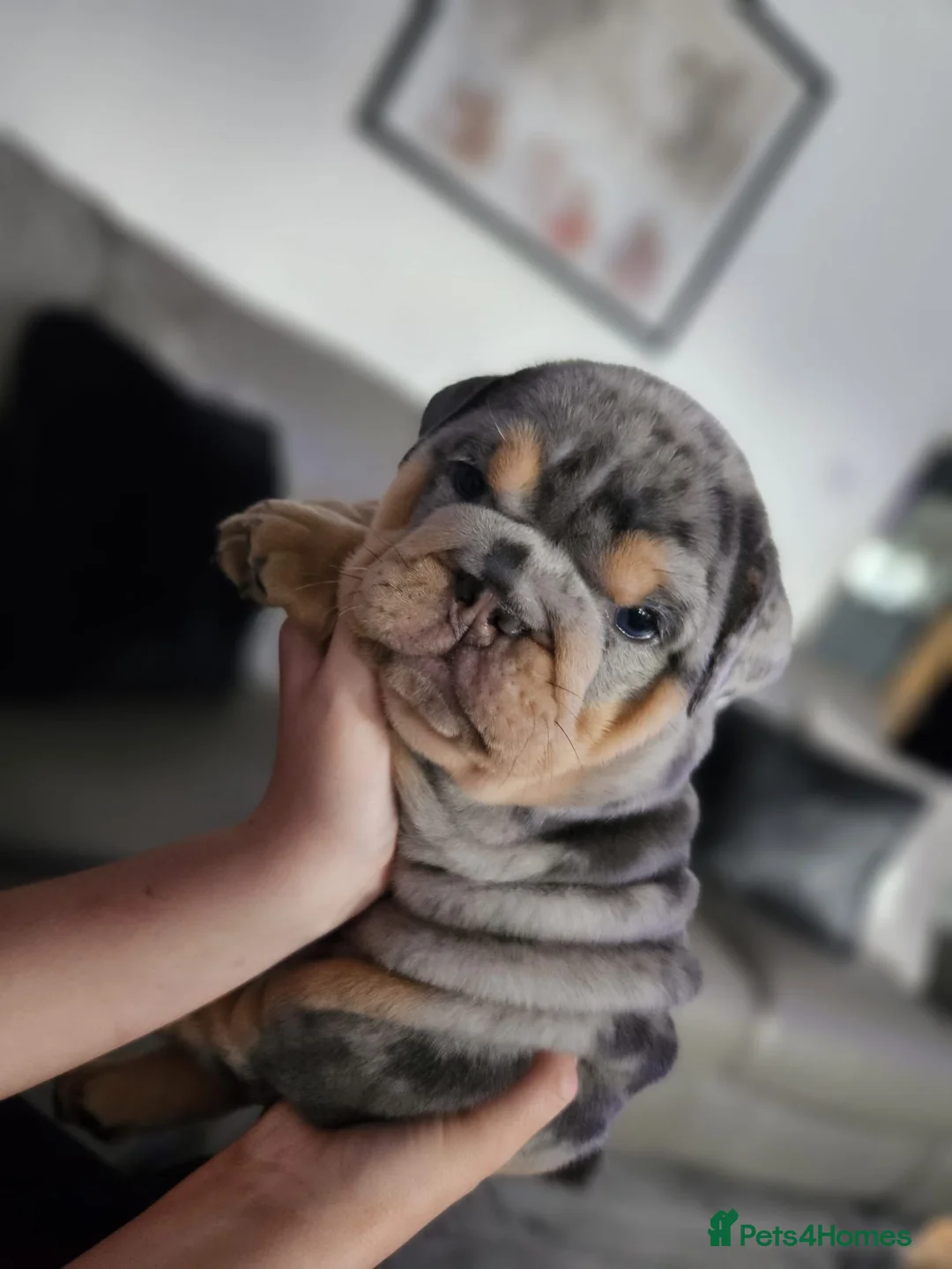 English Bulldog dogs for stud: GELATO 🍧 in Middlesbrough - Advert 9