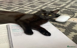 Mixed Breed cats for sale: Cats for sale  - Image 2
