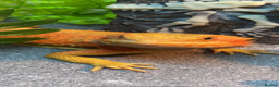 Bearded Dragon reptiles for sale: Male bearded dragon  - Advert 7