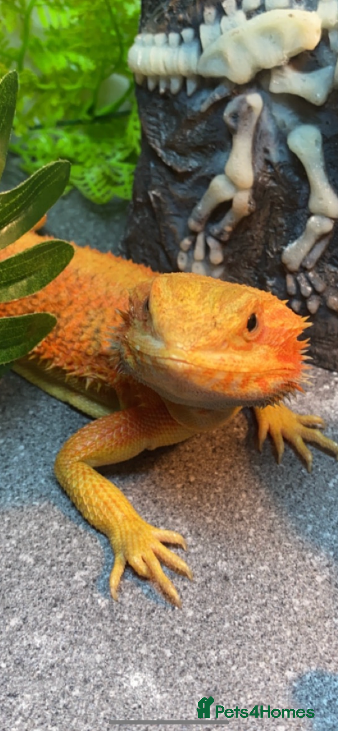 Bearded Dragon reptiles for sale: Male bearded dragon  - Advert 7