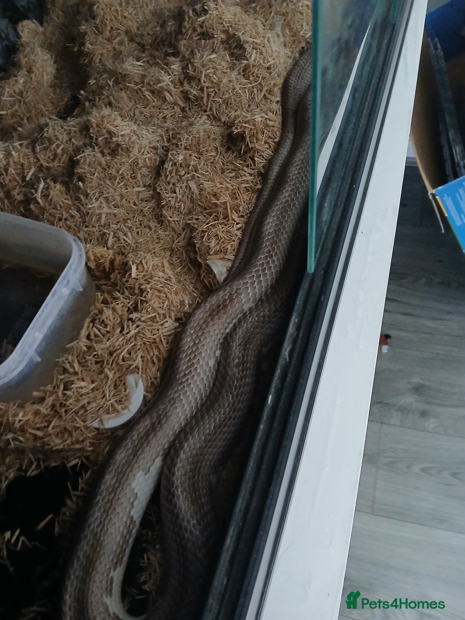 Corn Snake reptiles Snake corn long grey with enclosure  - Advert 1