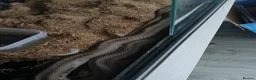 Corn Snake reptiles for sale: Snake corn long grey with enclosure  - Advert 1