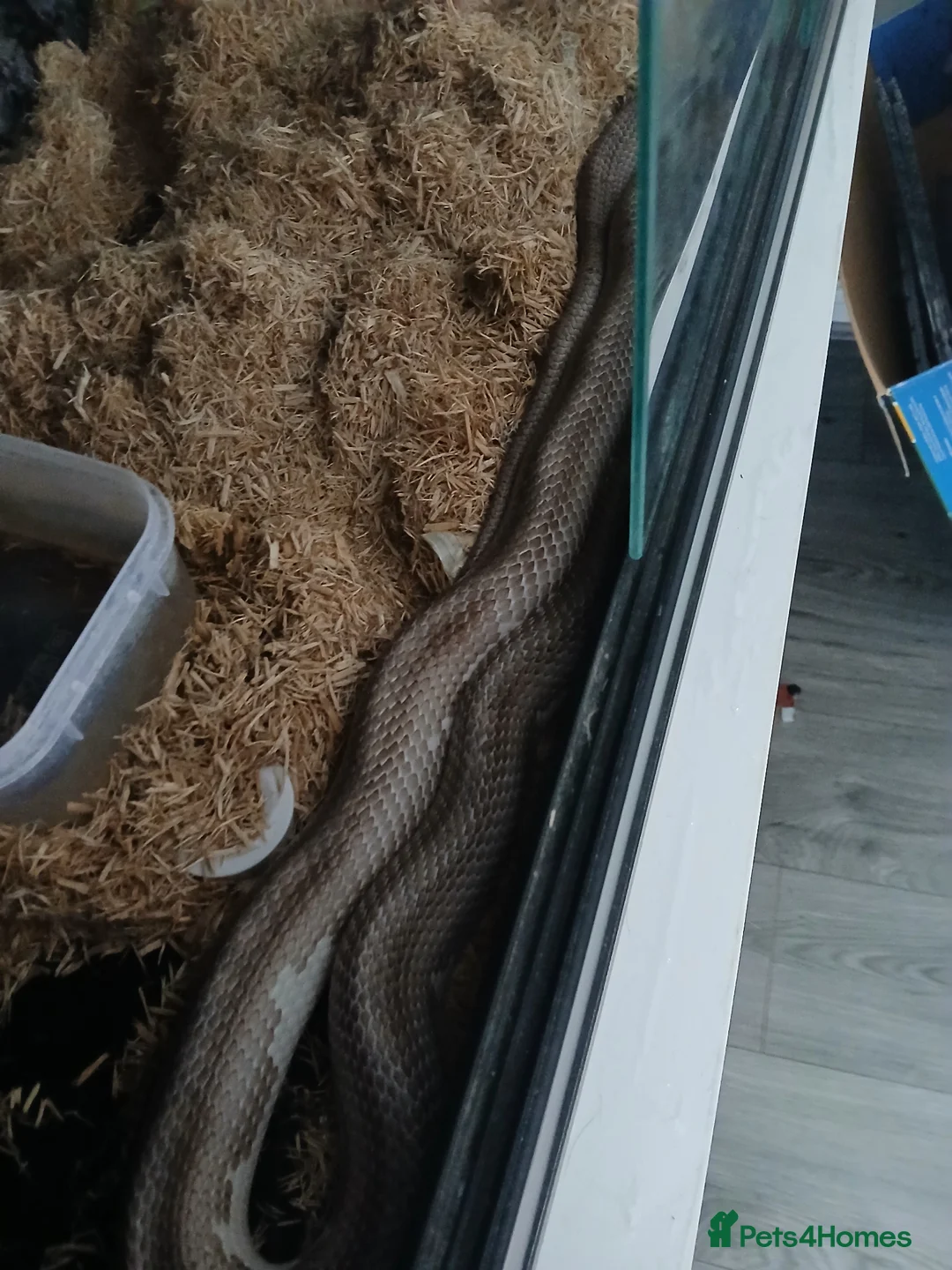 Corn Snake reptiles for sale: Snake corn long grey with enclosure  - Advert 1