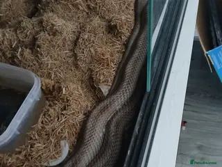 Corn Snake reptiles Snake corn long grey with enclosure - Advert 1