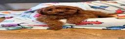 Cavapoo dogs for sale: Extensively health tested F1 Toy Cavapoo Puppies - Advert 29