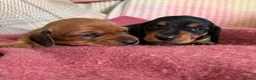 Miniature Dachshund dogs for sale: CHAMPION LINE KC REG & PRA CLEAR MINIS LOW COI - Advert 14
