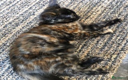 Mixed Breed cats for sale: Beautiful tortoiseshell/calico kitten - Image 3