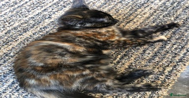 Mixed Breed cats - Advert 4