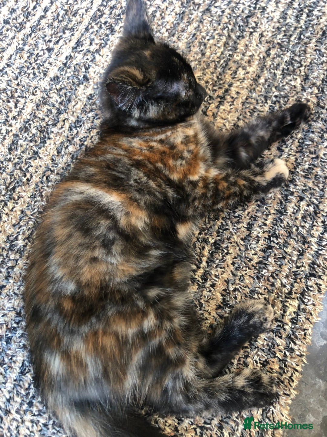 Mixed Breed cats for sale: Beautiful tortoiseshell/calico kitten - Image 3