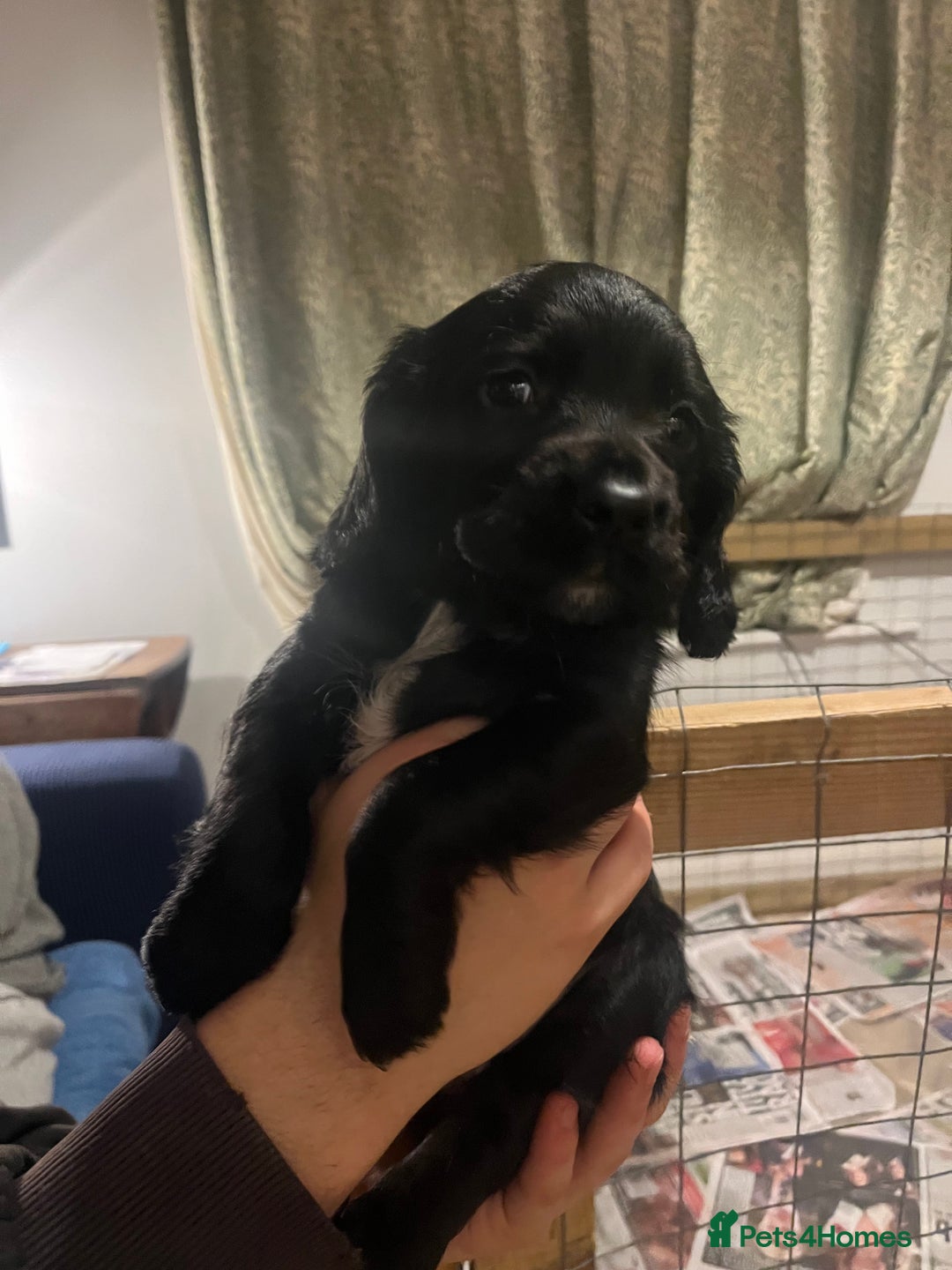 Sprocker dogs for sale: Working Sprocker Spaniel Pups - Advert 6