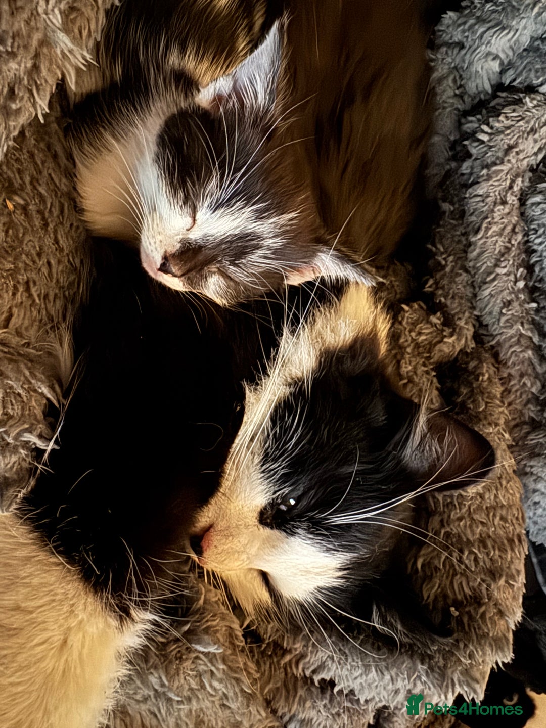 Mixed Breed cats for sale: Rehoming our babies - with regret!  - Image 2