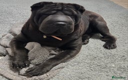 Shar Pei dogs for sale: Beautiful Female shar pei  - Image 2