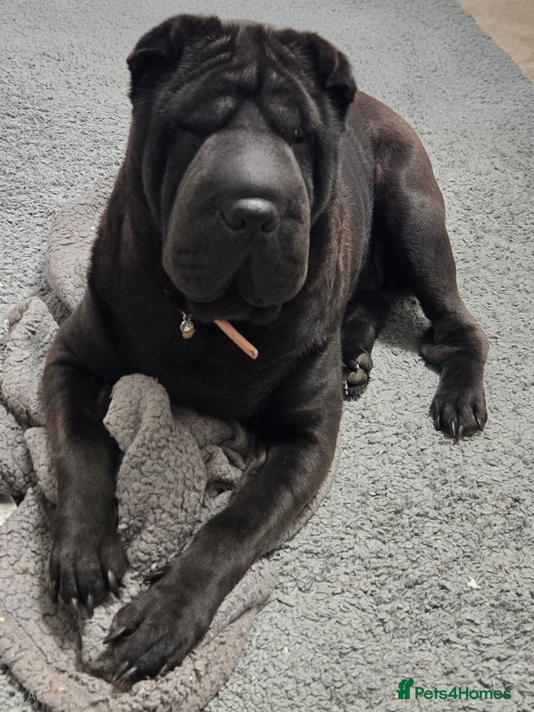 Shar Pei dogs for sale: Beautiful Female shar pei  - Image 2