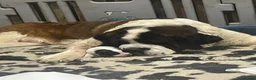 Saint Bernard dogs for sale: Saint Bernard Pups (KC Reg) in Larkhall - Advert 19