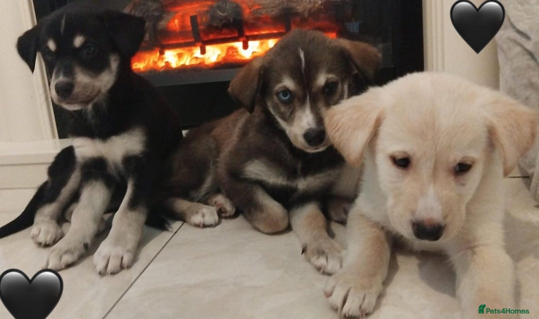 Siberian Husky dogs for sale: Husky Puppies  - Image 4