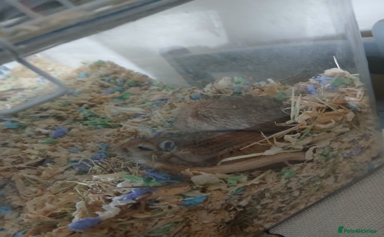 Gerbil rodents - Advert 2