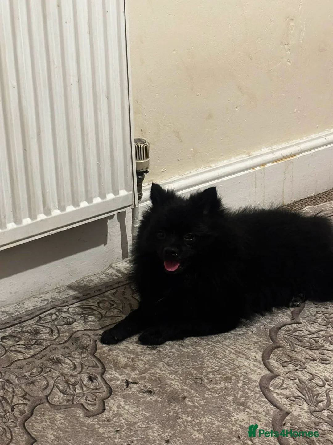 Pomeranian dogs for sale: Pomeranian  - Advert 2