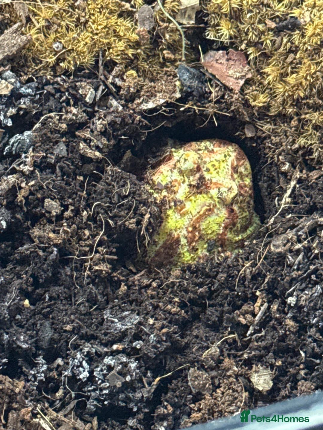 Frog reptiles for sale: Pac-Man frog in Eastleigh - Advert 1