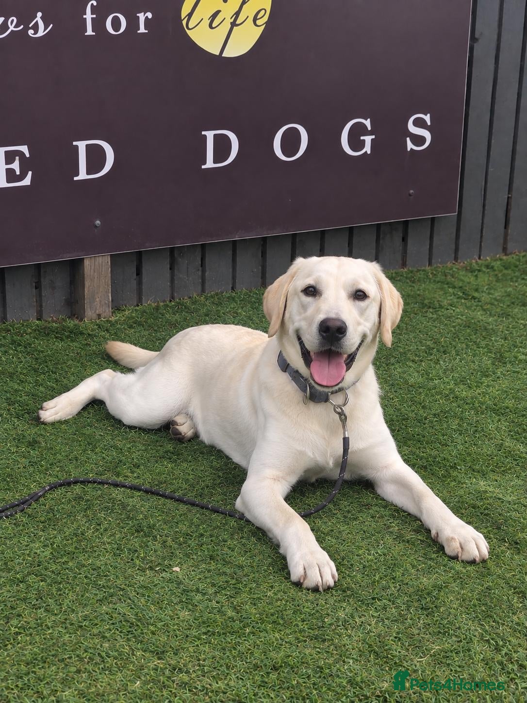 Labrador Retriever dogs Assistance dog for sale - Advert 1
