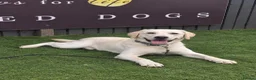 Labrador Retriever dogs for sale: Assistance dog for sale - Advert 1