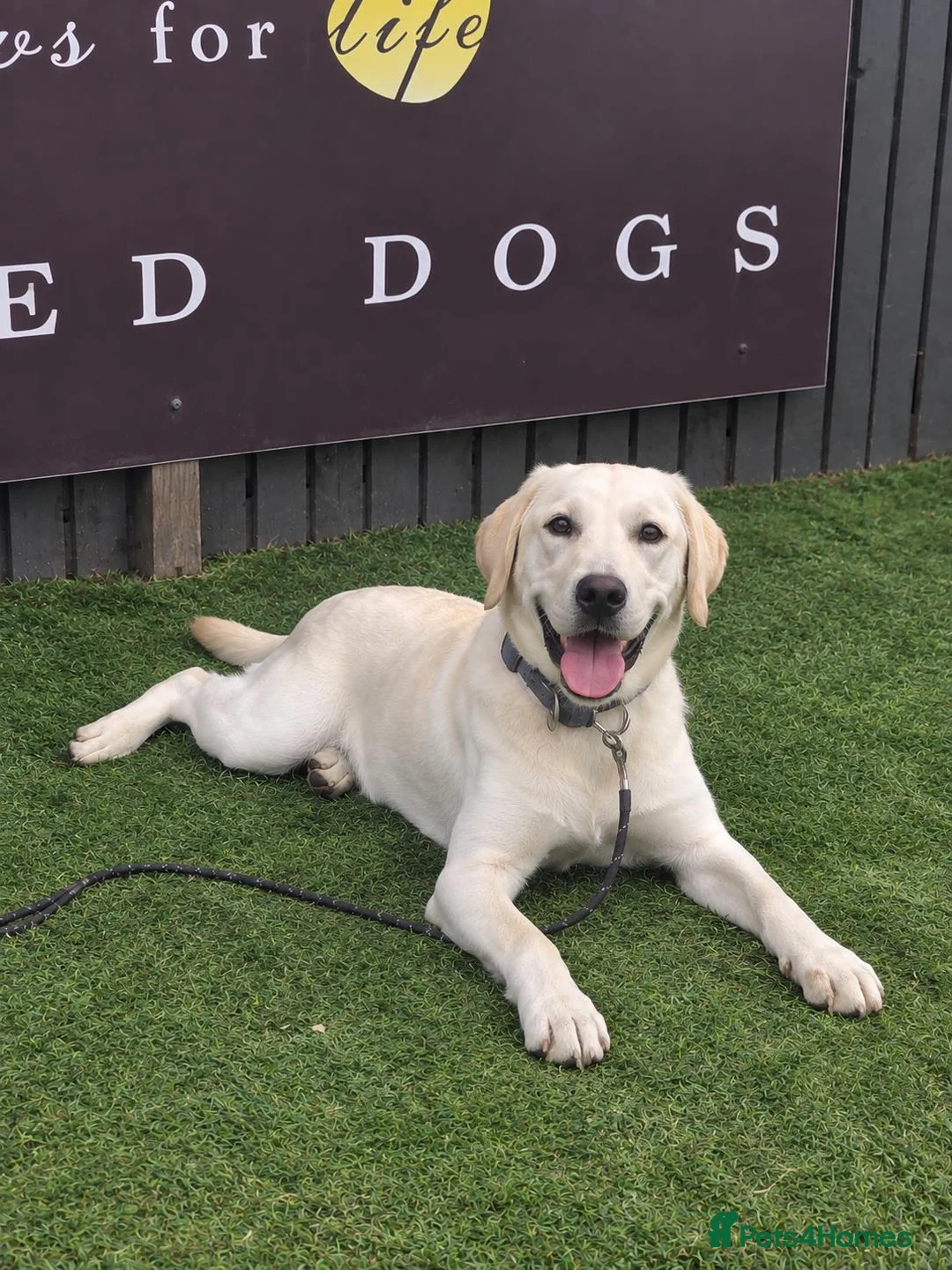 Labrador Retriever dogs for sale: Assistance dog for sale - Advert 1
