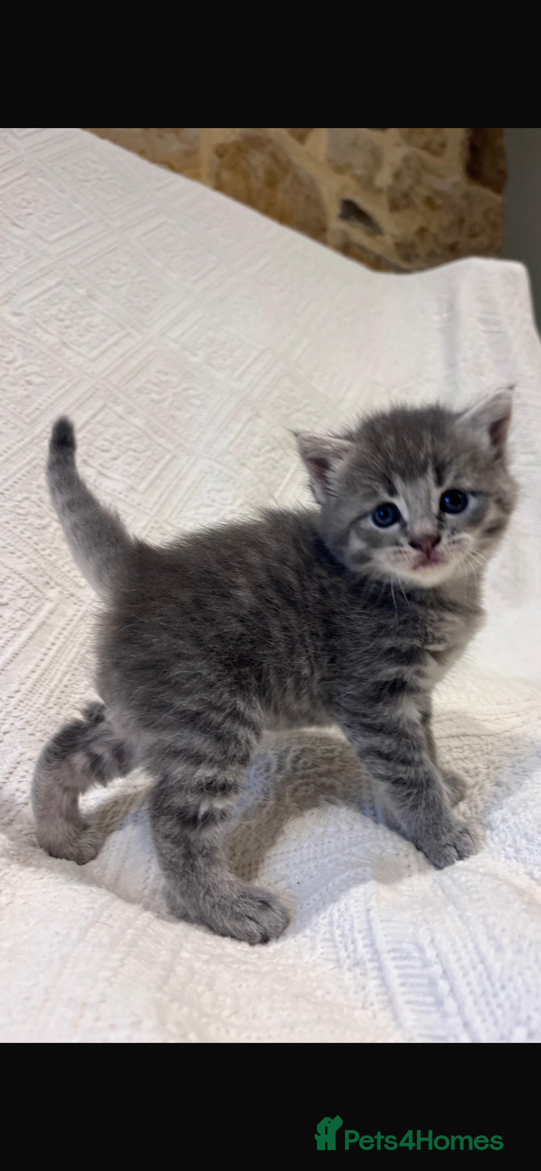 Maine Coon cats for sale: Maine coon x bsh. READY 14th BUT CAN HOLD - Advert 17