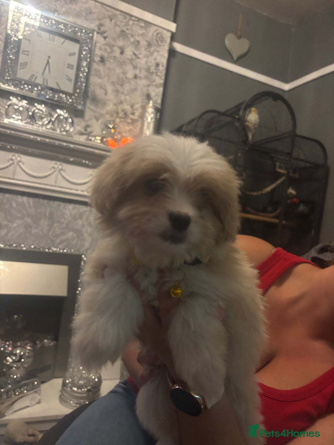 Mixed Breed dogs for sale: Chorkie-apso puppies  - Advert 34