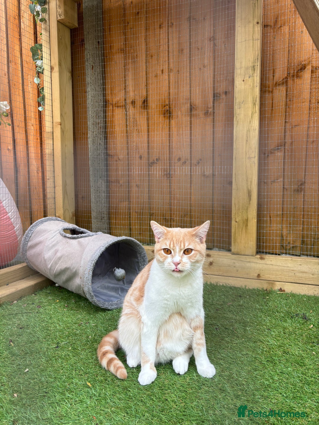 British Shorthair cats for sale: Beautiful Cream Bi Colour British Shorthair.  - Image 5