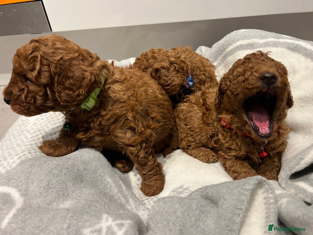 Toy Poodle dogs for sale: Adorable Deep Red Toy Poodle Puppies Available! 🐾 - Image 15
