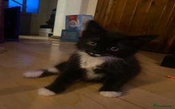 Mixed Breed cats for sale: Kittens Ready for new homes - Image 2