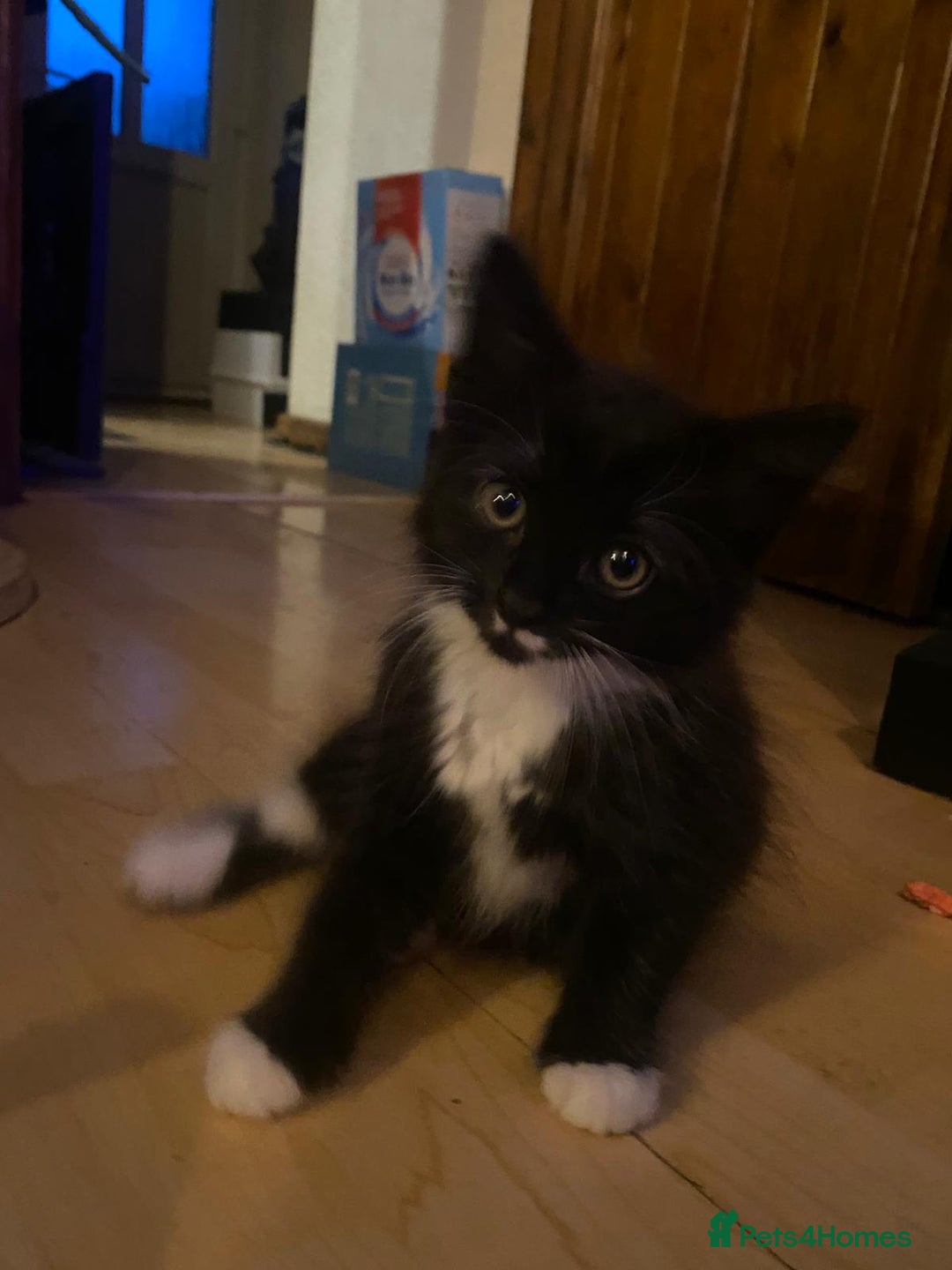 Mixed Breed cats for sale: Kittens Ready for new homes - Image 2