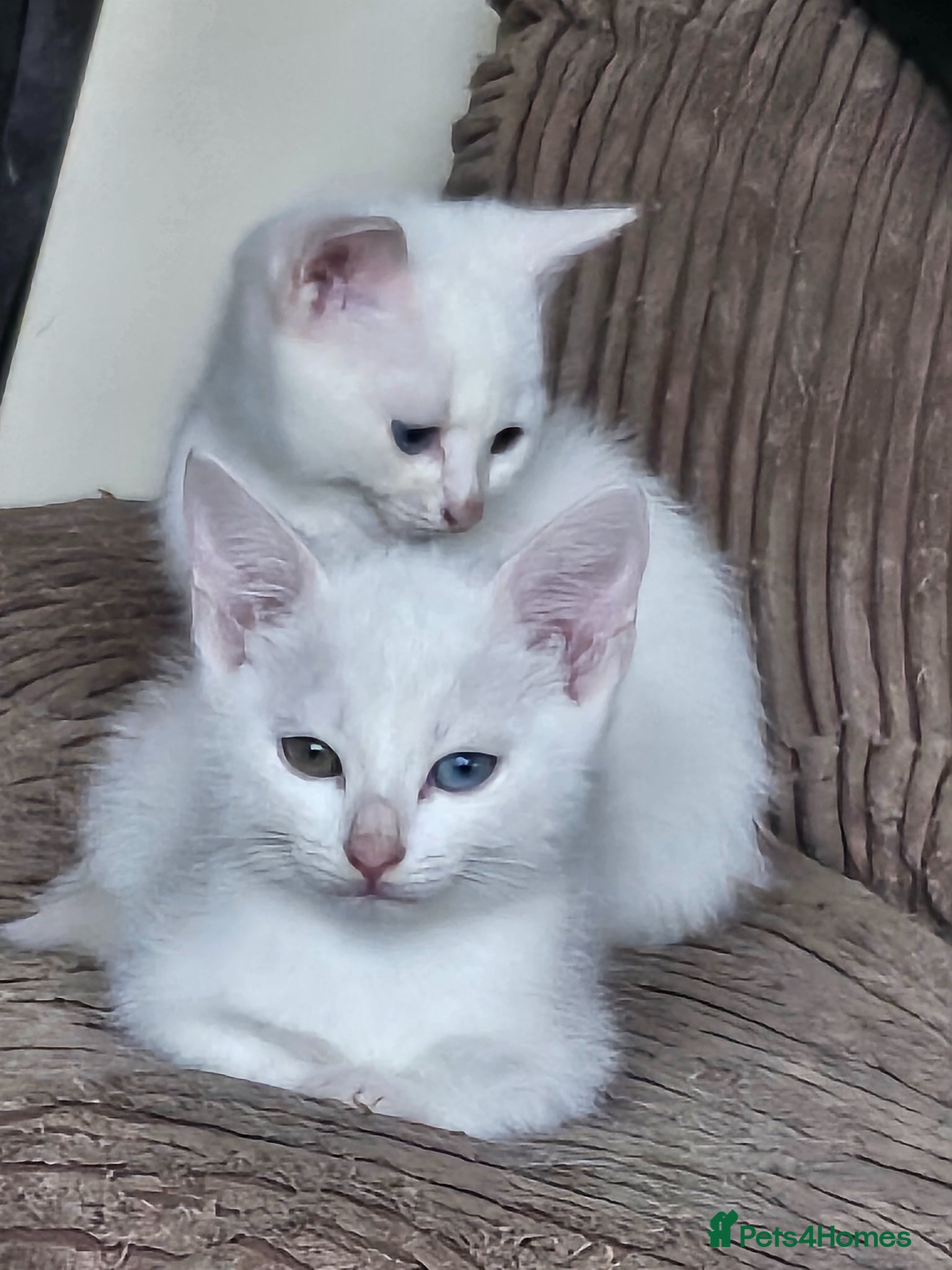 Mixed Breed cats for sale: Looking for a loving home - Advert 1