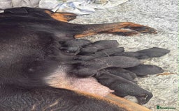Rottweiler dogs for sale: Rottweiler puppies for sale - Image 1