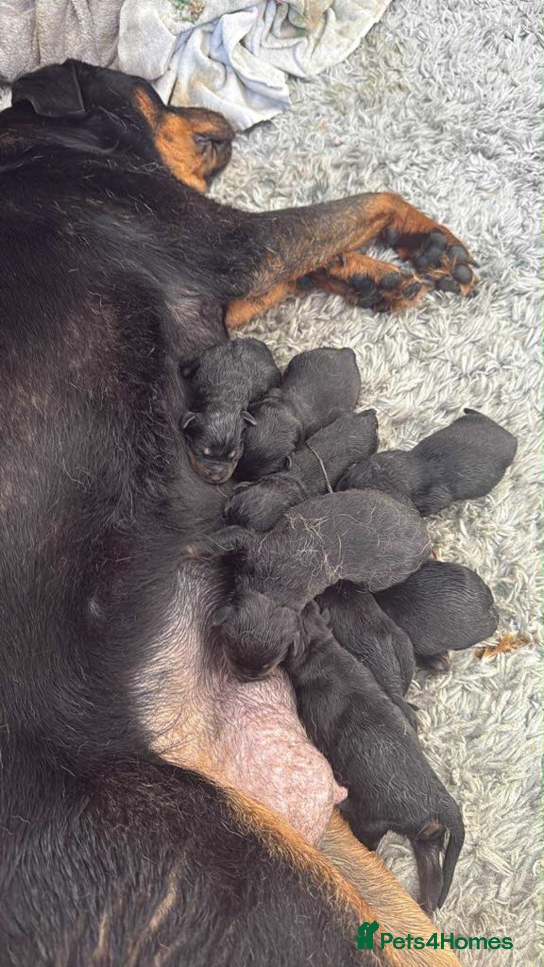Rottweiler dogs for sale: Rottweiler puppies for sale - Image 1