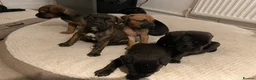 Cane Corso dogs for sale: Cane Corso, sweet,raised with love and to be loved - Advert 6