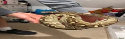 Python Snake reptiles for sale: BP mix - Advert 10