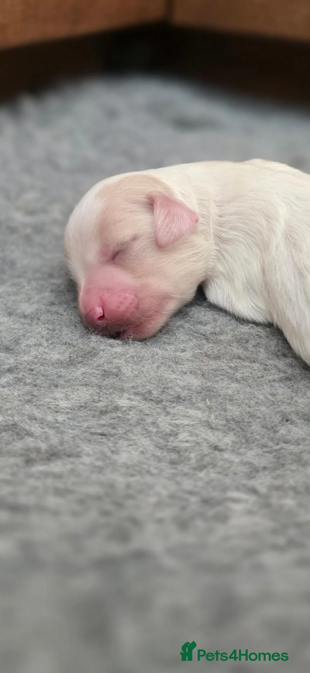 Cockapoo dogs for sale: F1 cockapoos licensed breeder - Advert 17