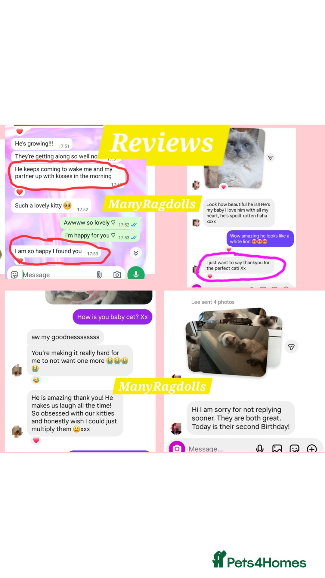 Ragdoll cats for sale: Ragdoll kitten Bluepoint beautiful  - Advert 8