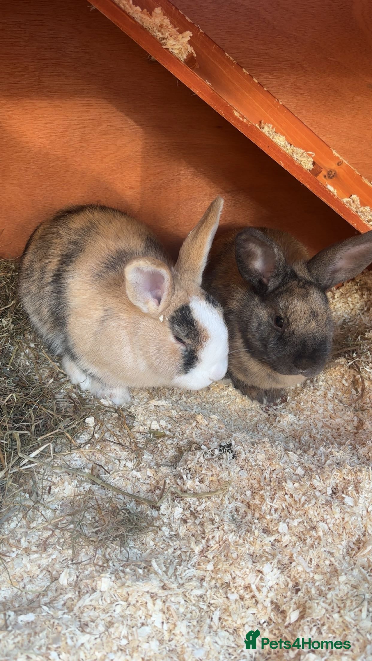 Mini Lion Lop rabbits Lion main mini lop rabbits  - Advert 3